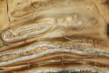 Polished Mammoth Molar Slice - South Carolina #333758-1